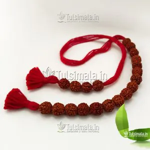 Pure Rudraksha Shakshi Mala 8mm Beads Size